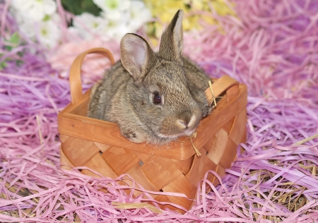 Rabbit - easter, rabbit, animal, pink, cute, basket, bunny