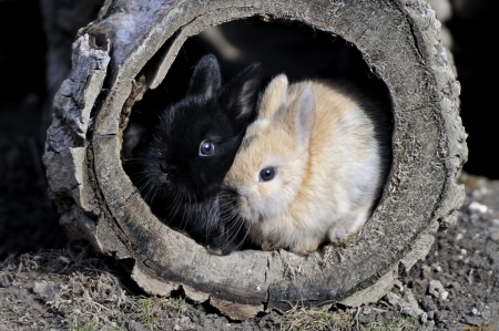 Rabbits - easter, black, rabbit, white, animal, wood, cute, bunny