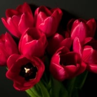 Red Tulips