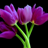 Purple Tulips