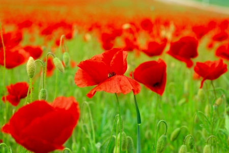 Poppies - poppy, red, green, field, flower