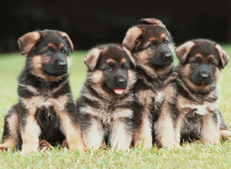 Cute Puppies - animal, cute, dog, puppies