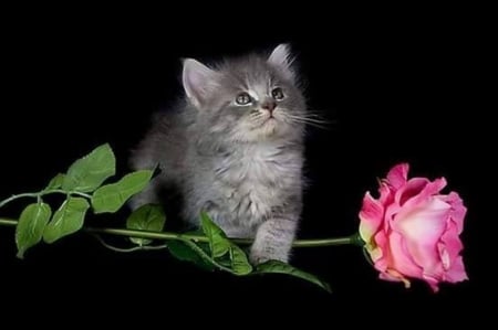 Cute Kitten - animal, kitten, rose, flower, pink, cat