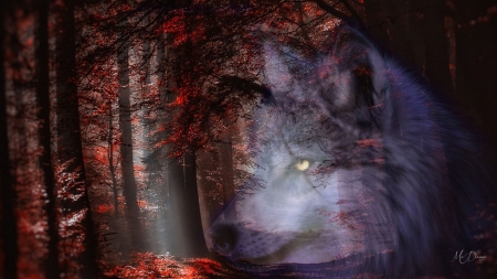 Fall Wolf Collage - wolf, wolves, autumn, fall, forest, woods, mystical