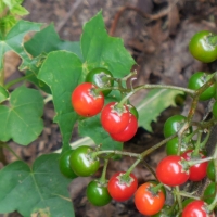 Backyard Berries