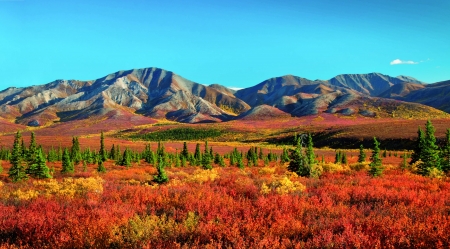 Autumn in Alaska - Autumn, trees, Alaska, Fall, Denali National Park, mountains