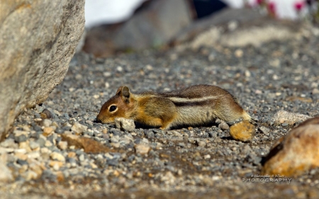 Wildlife V. - wildlife, photography, animals, wallpaper, nature, abstract, wilderness, sweet, squirrels, cute, wild animals