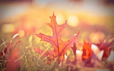 Autumn leaf - HD, grass, meadow, leaves, fall, nature, autumn, garden, macro, field, leaf, park, wallpaper