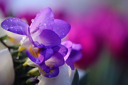 Freesias - flower, purple, pink, flowers, spring, drops, petals, freesia, nature