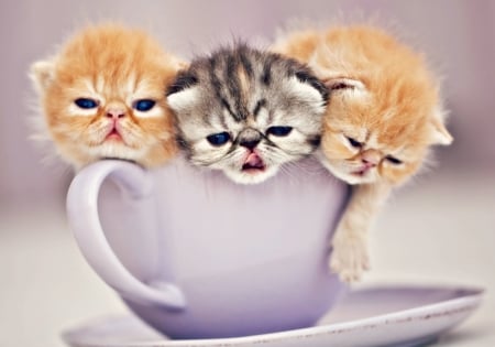 Cup of cuties - cat, funny, cup, kitten, ginger, purple, animal, orange, cute