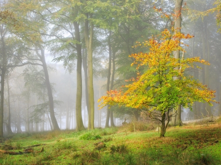 Autumn Forest - autumn, plantation, trees, mist, nature, fall, forest, fog, grass