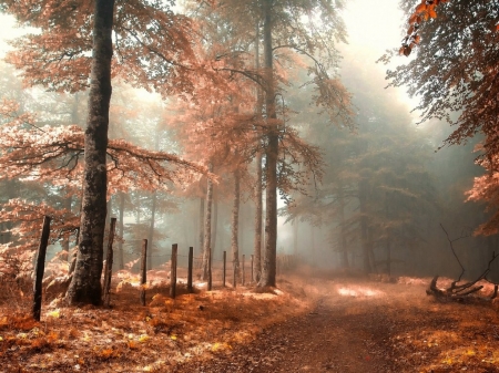 Autumn Road - autumn, forest, fog, tree, road