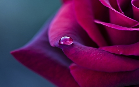 Drop - drope, flower, rose, water