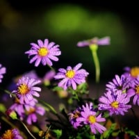 Autumn Aster