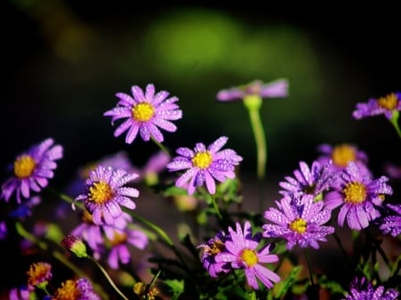 Autumn Aster - aster, flowers, autumn aster, autumn