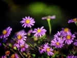 Autumn Aster