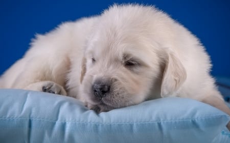 Puppy - puppy, golden retriever, white, sleep, dog, blue, animal, sweet, cute