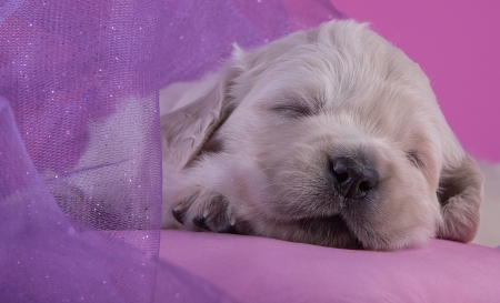 Puppy - girl, puppy, golden retriever, sleep, dog, pink, animal, sweet, cute