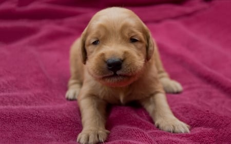 Puppy - puppy, golden retriever, pink, dog, animal, sweet, cute