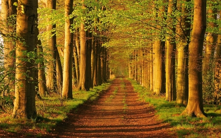 Forest Road - sunshine, path, trees, shadows