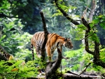 Tiger in Jungle