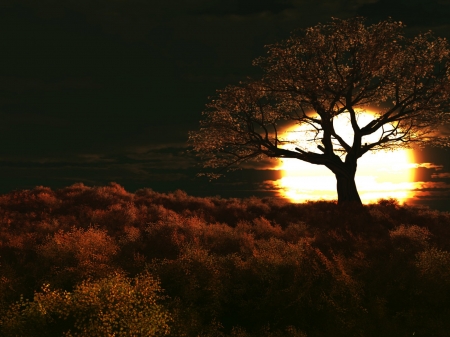 Beautiful Sunset - forest, trees, nature, sunset