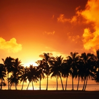 Orange Sunset Over Palm Trees