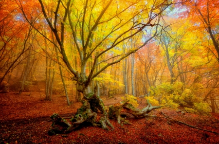 Autumn forest - autumn, trees, foliage, fall, woods, forest, beautiful, leaves, colors