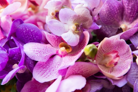 Flowers background - orchids, purple, pretty, beautiful, flowers, colors, lovely