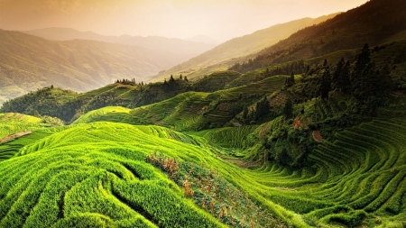 A Sunny Day - rice, field, hills, green