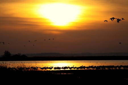 Lake Sunset - nature, lake, reflection, sunset, birds