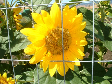 Big Sunflower - brilliant, seeds, yellow, happy