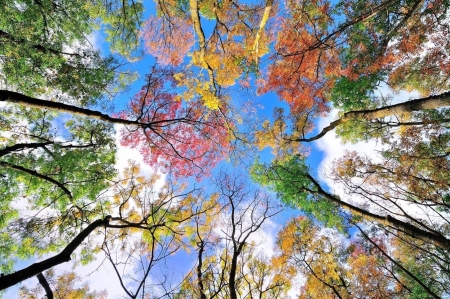 Symphony of colors - beauty, sky, autumn, trees, blue, day, sunny, colors