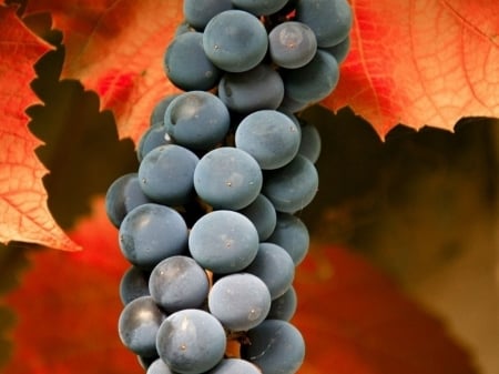 A Bunch of Grapes - grapes, bunch, leaves, autumn