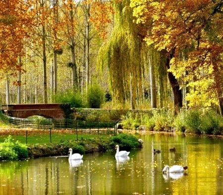 At the Chateau de Cheverny. France - France, Lake, Nature, Swans