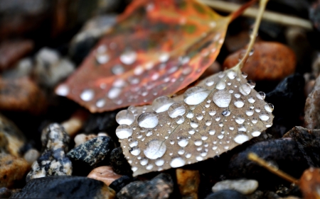 Fall drops - raindrops, drops, HD, dewdrops, leaves, fall, nature, dew, autumn, rain, leaf, wallpaper