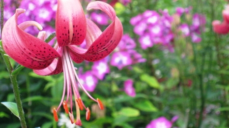 Garden Lily - blossom, petals, plant, phlox, leaves