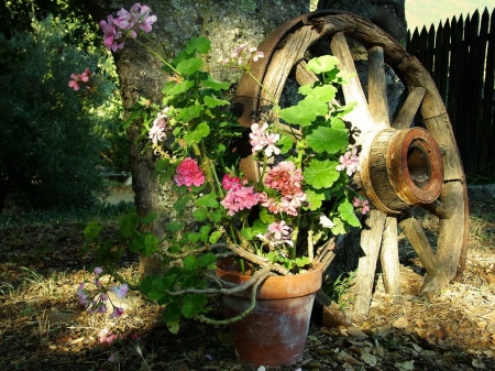 Old Wheel - fence, blossoms, pot, backyard, geranium