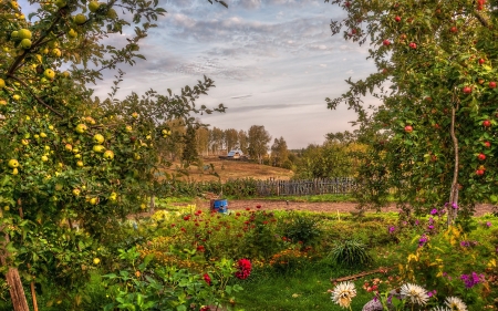 Apple Garden - blossoms, apples, landscape, flowers, house, trees