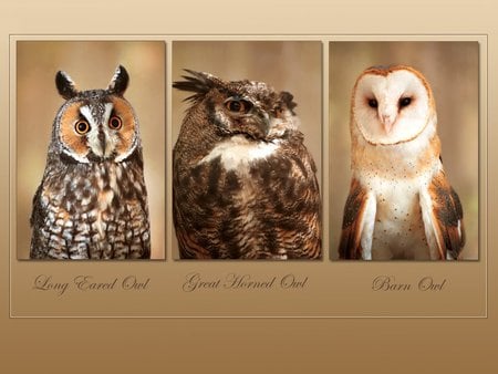 WISE GUYS - great horned, long eared, barn owl