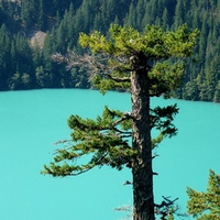 Diablo Lake Tall Tree