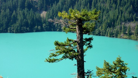 Diablo Lake Tall Tree - lake, trees, mountains, widescreen, washington