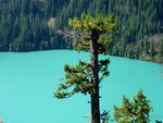 Diablo Lake Tall Tree