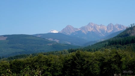 Baker in Back - widescreen, trees, forest, mountains, washington