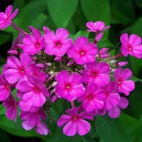 Pink flowers