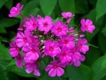 Pink flowers