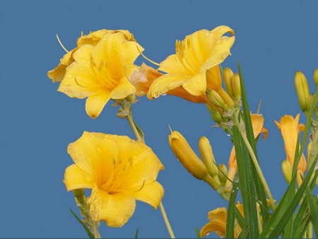 Yellow flowers and sky - nature, flowers