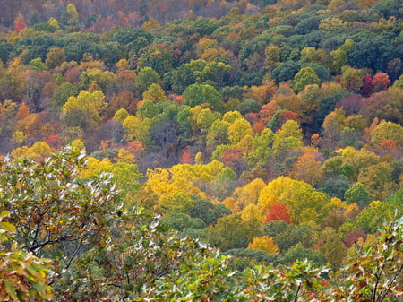 Autumn colors - nature, autumn