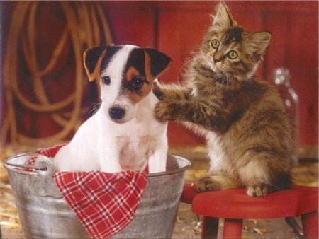 Puppy and kitten - dogs, cats