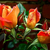 Orange roses